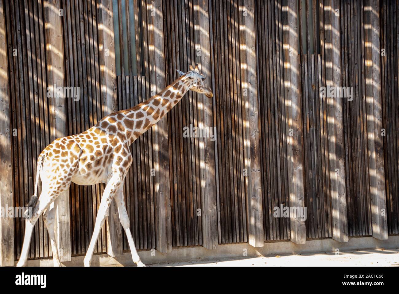 Giraffen im Park von Lyon, Frankreich Stockfoto