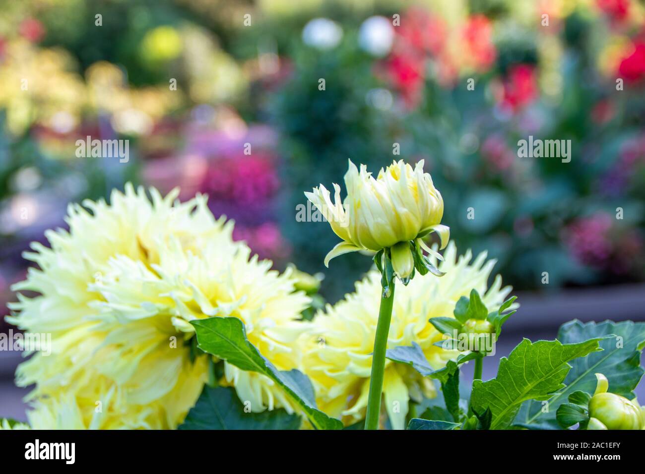 Gelbe Dahlie in der Blüte im Parc de la Tête d'Or in Lyon, Frankreich Stockfoto
