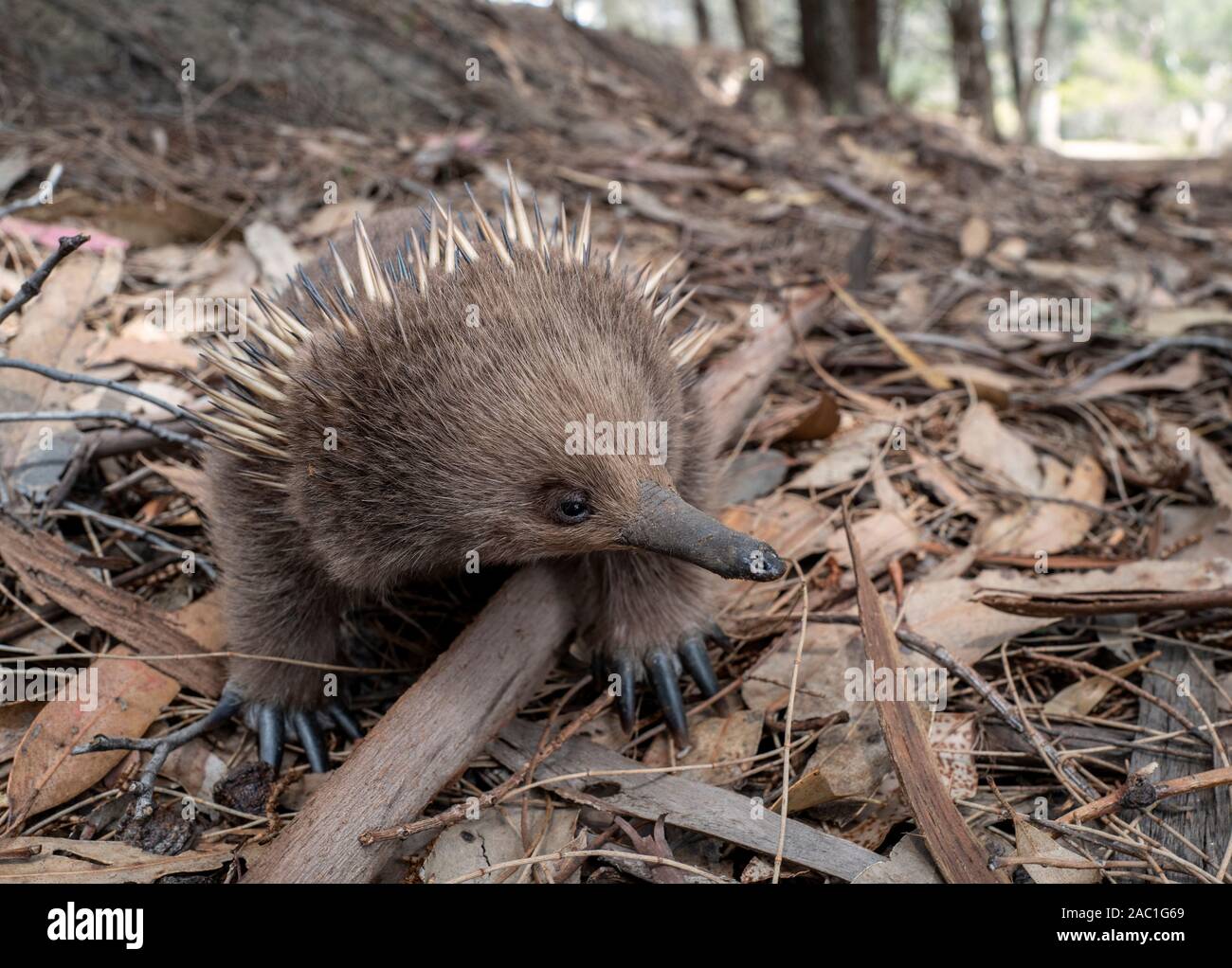 Stachelachidna auf Bruny Island, Tasmanien, Australien Stockfoto