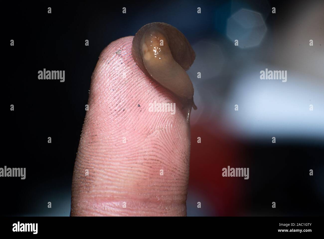 Ein wenig Schleim auf eine schmutzige Finger, close-up. Stockfoto