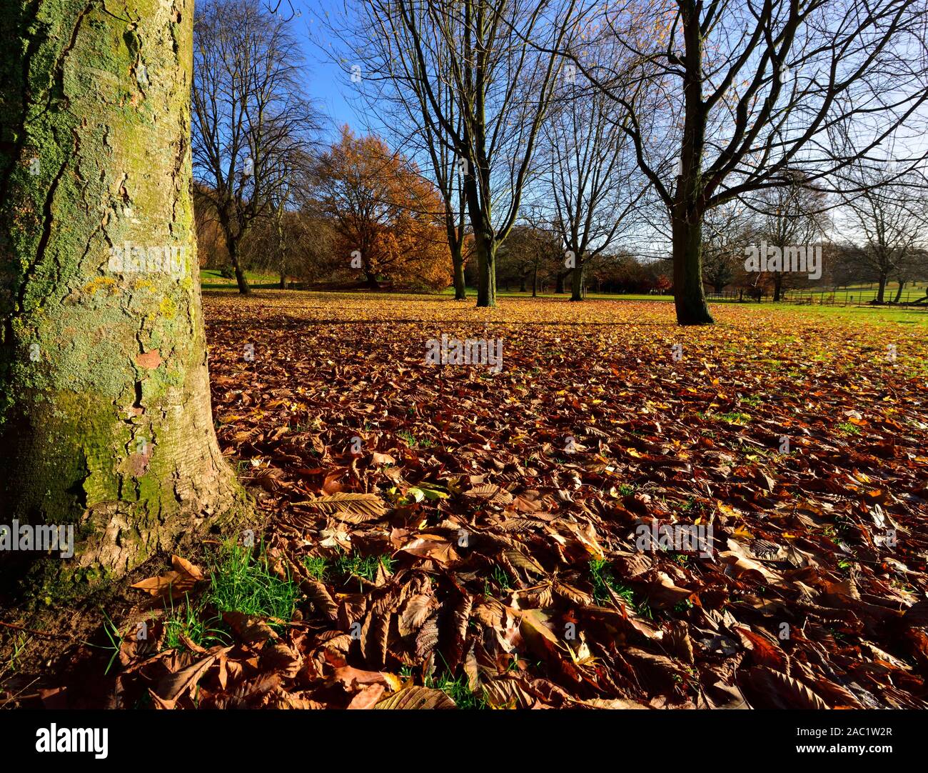 Herbst Blätter auf dem Boden, Bramcote Hills Park, Nottingham, England, Großbritannien Stockfoto