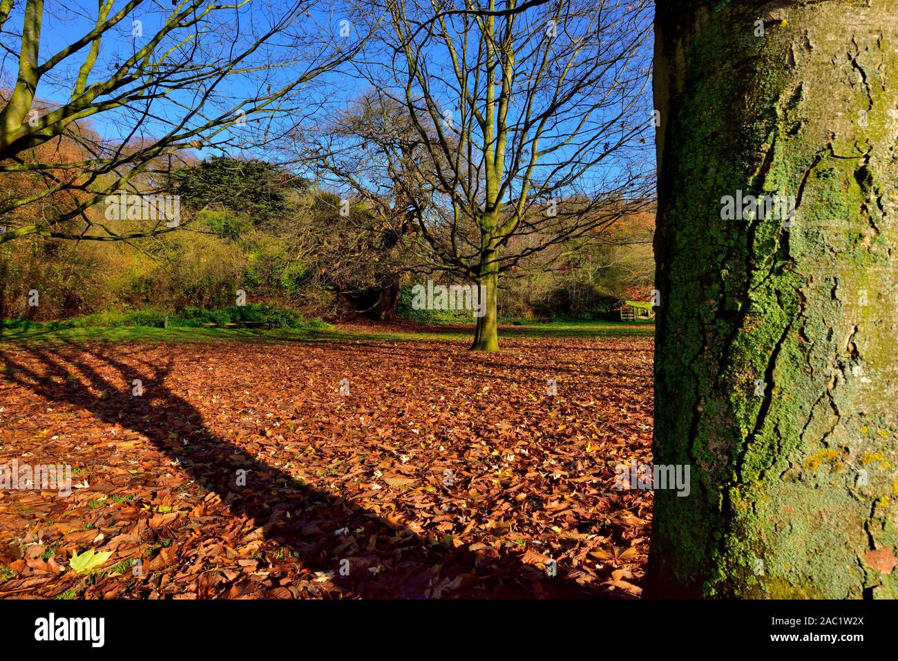 Herbst Blätter auf dem Boden, Bramcote Hills Park, Nottingham, England, Großbritannien Stockfoto