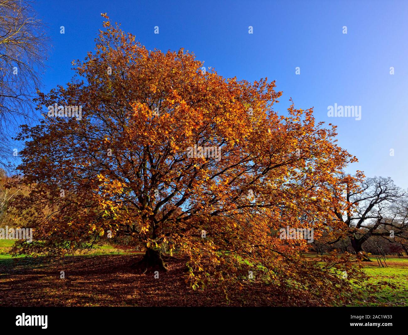 Die herbstlichen Baum vor blauem Himmel, Bramcote Hills Park, Nottingham, England, Großbritannien Stockfoto