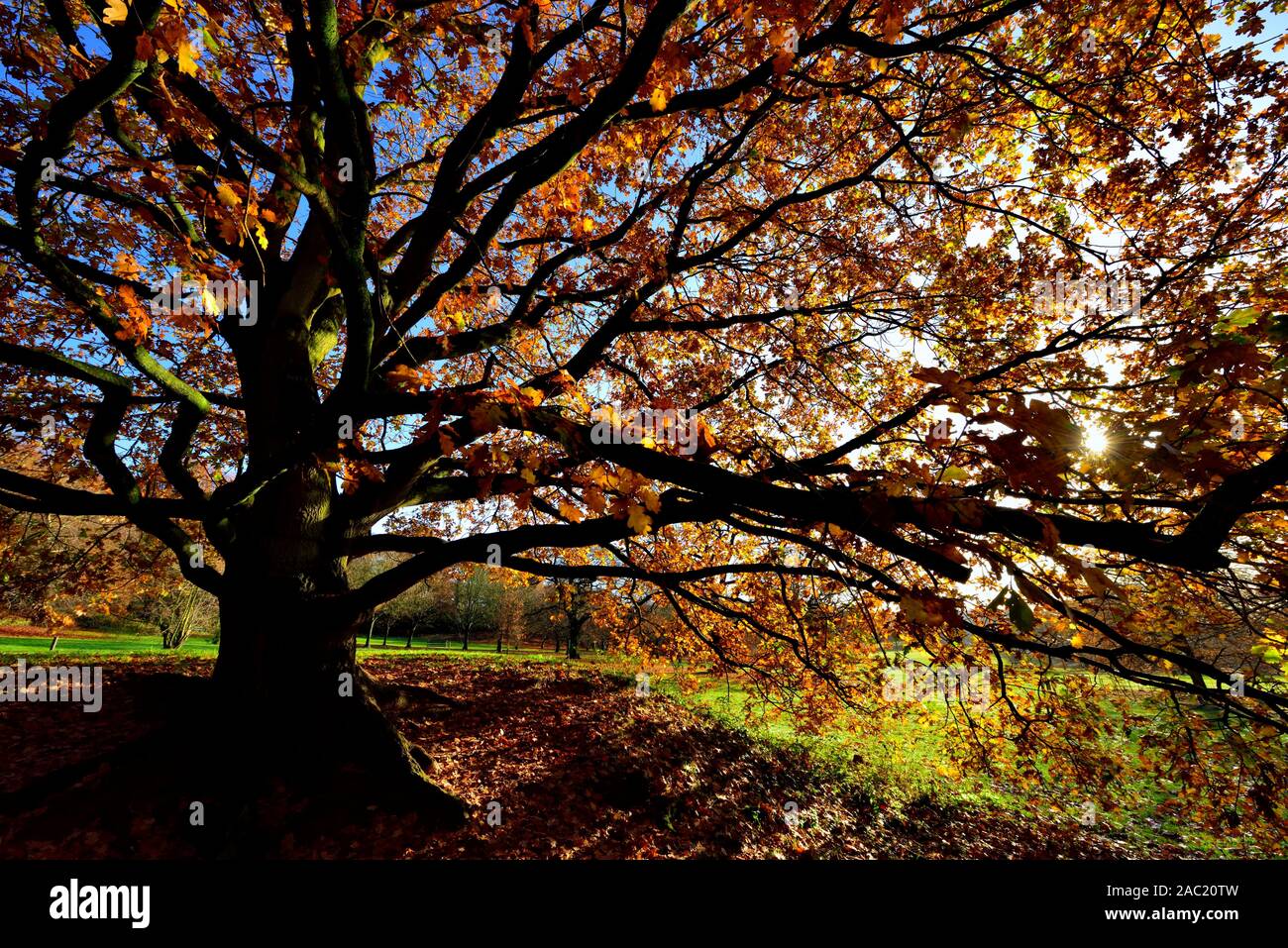 Herbst Blätter auf einem Baum vor einem blauen Himmel mit niedrigen Winter Sonne durch, Bramcote Hills Park, Nottingham, England, Großbritannien Stockfoto