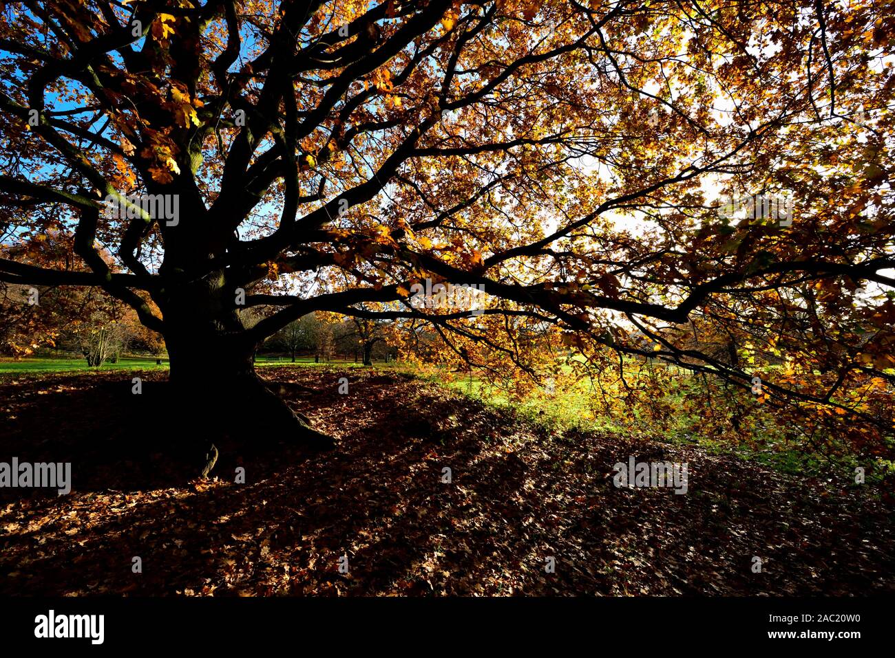 Herbst Blätter auf einem Baum vor einem blauen Himmel mit niedrigen Winter Sonne durch, Bramcote Hills Park, Nottingham, England, Großbritannien Stockfoto