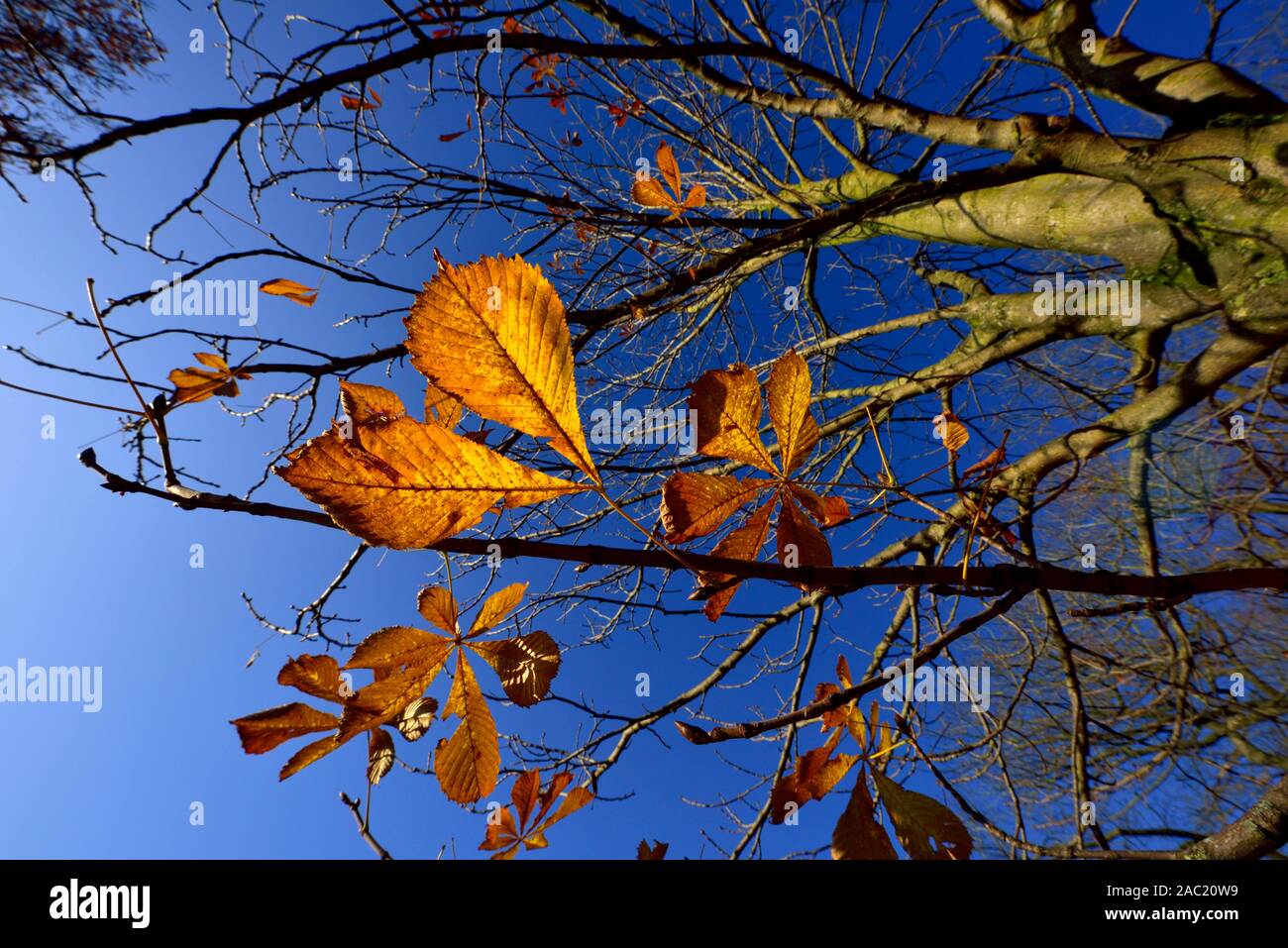 Späten Herbst Blätter auf Äste vor blauem Himmel UK. Stockfoto