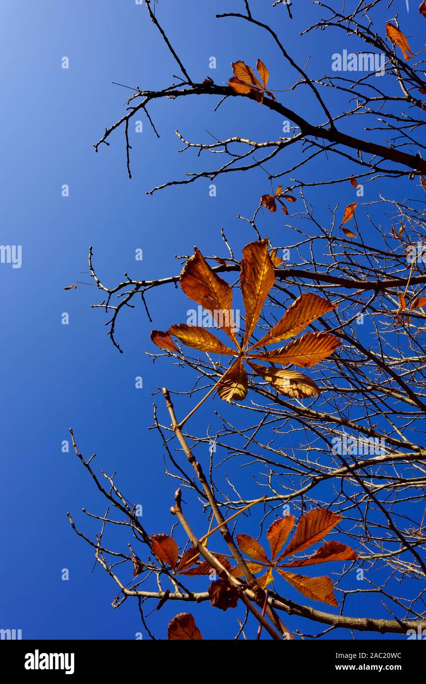Späten Herbst Blätter auf Äste vor blauem Himmel UK. Stockfoto