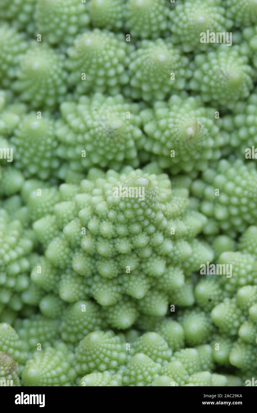 Makro des Romanesco Brokkoli oder Blumenkohl, mit seinen römischen fraktale Formen und Fibonacci Sequenzen. Stockfoto