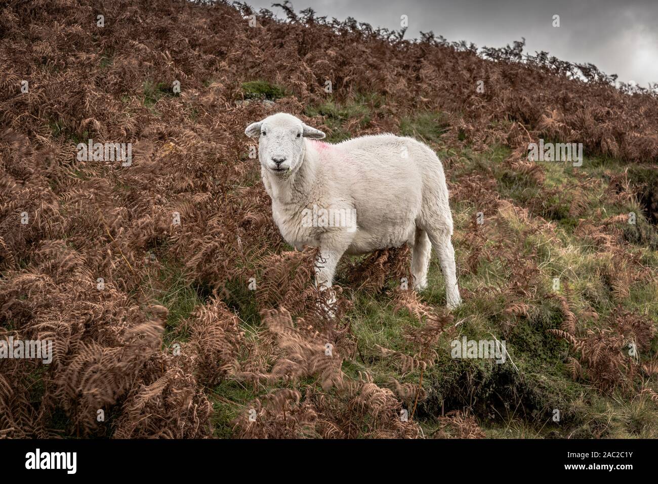 Ein Schaf Stehend auf einem Hügel im Herbst mit braunen Vegetation. Es ist nach vorne starrte auf die Kamera Stockfoto