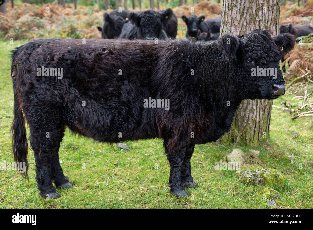 Ein unverwechselbares schwarz beschichtet Galloway Kuh in einem Wald in der Nähe von ennerdale Water Cumbria, England, UK. Stockfoto