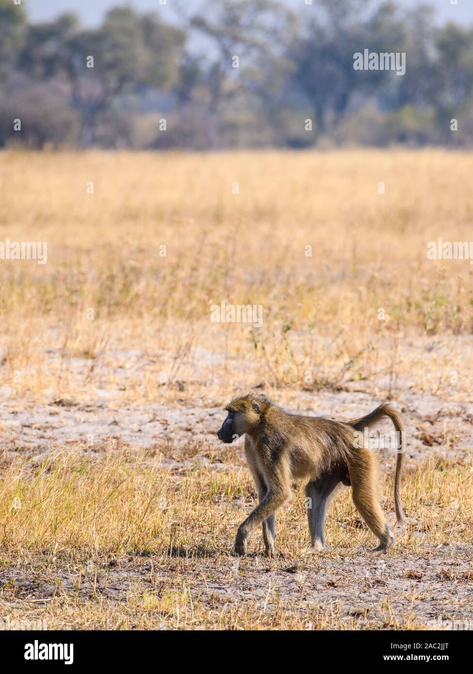 Chacma Baboon, Papio ursinus, Bushman Plains, Okavanago Delta, Botswana Stockfoto