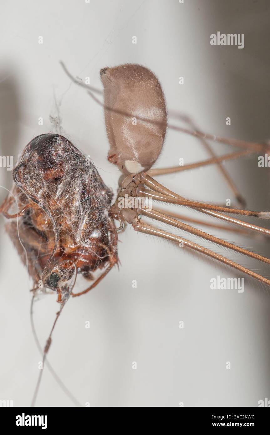 Detail, Spinne mit Beute Stockfoto