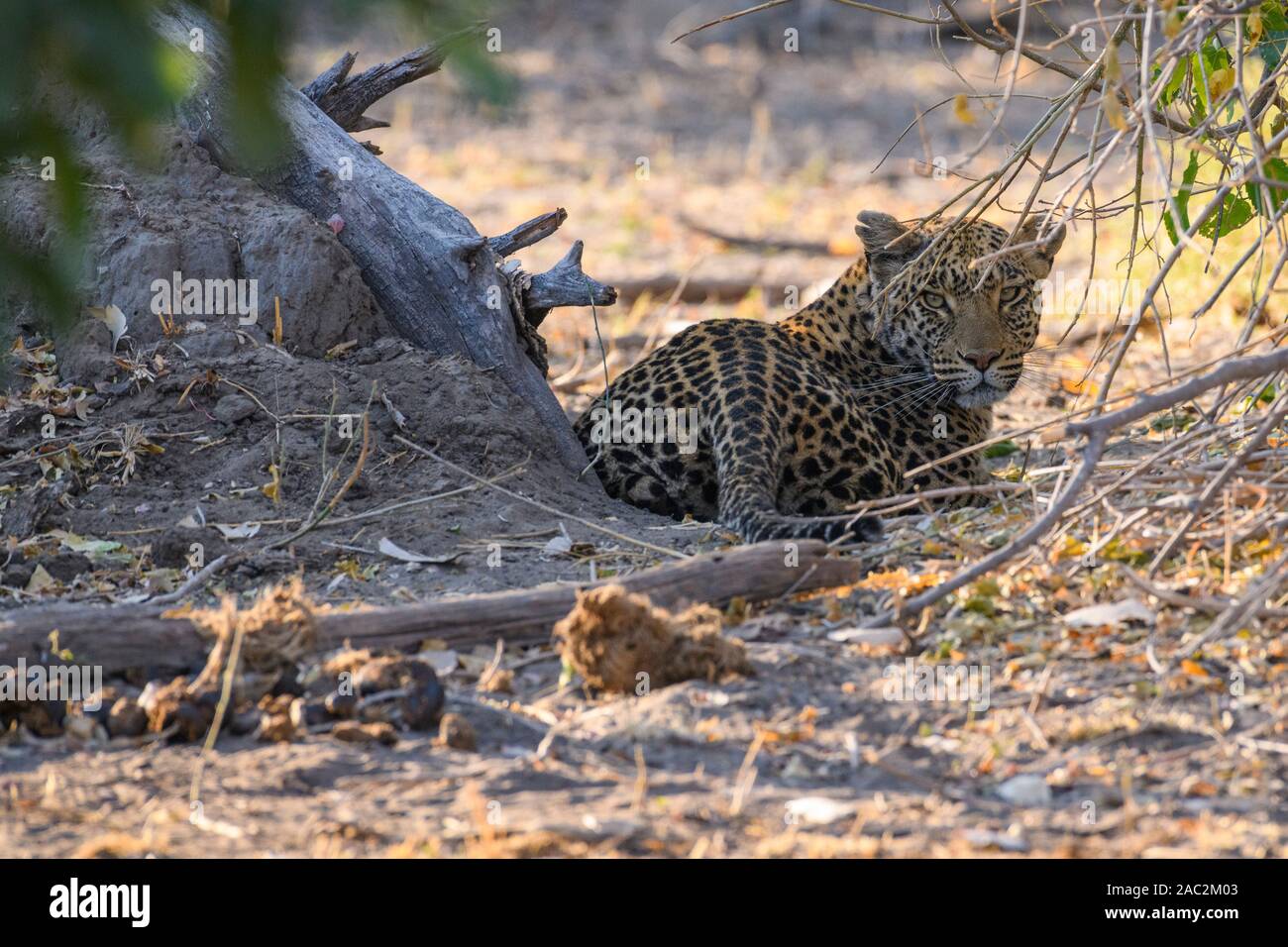 Leopard, Panthera pardus, Bushman Plains, Okavanago Delta, Botswana Stockfoto