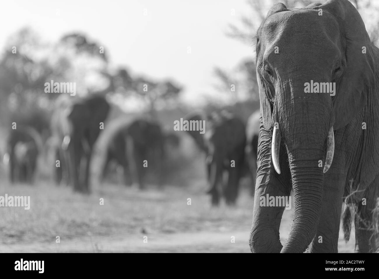 Elefantenherde sammeln Elefanten Afrikanischer Elefant Stockfoto