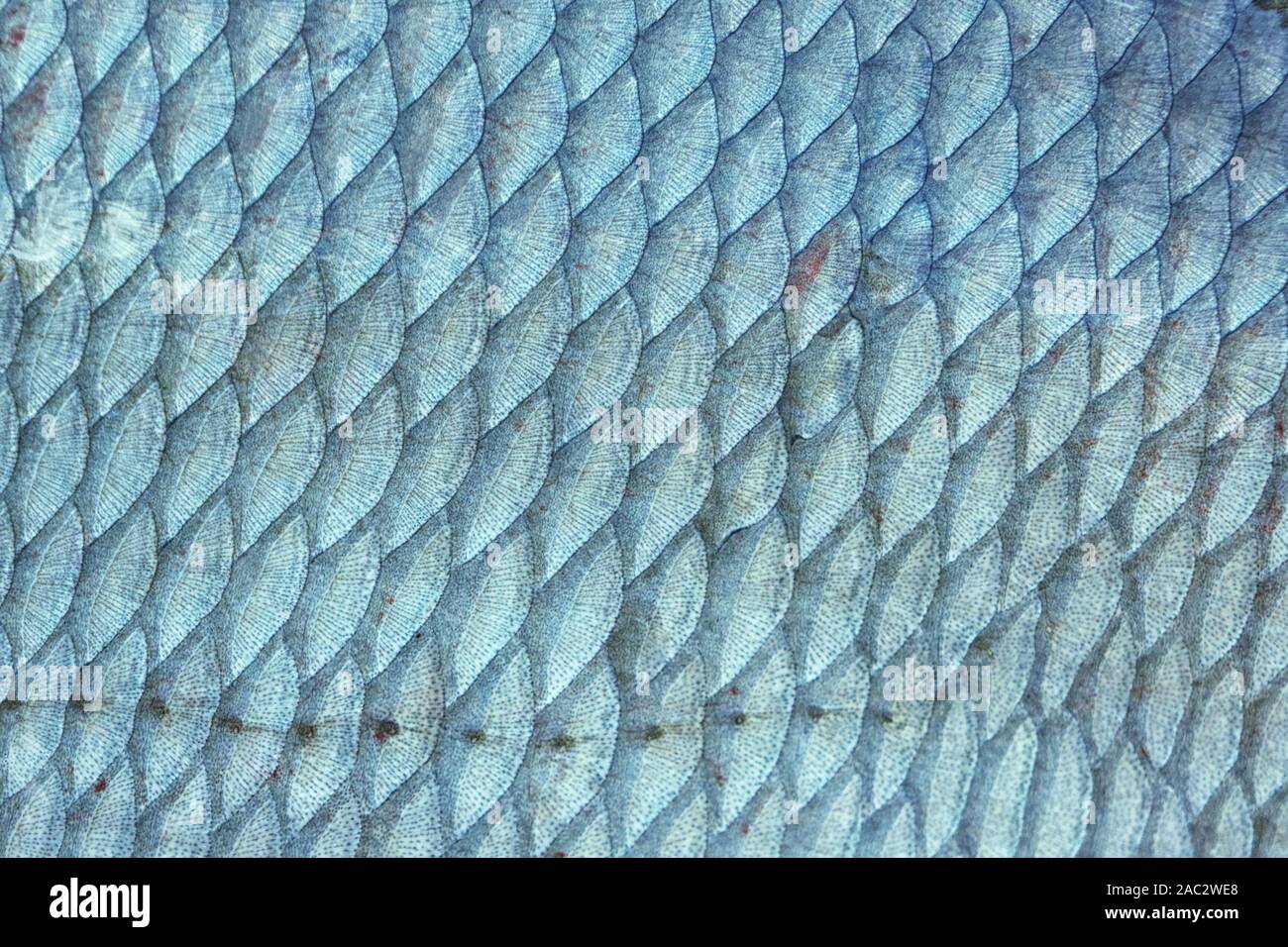 Brassen (abramis Brama) Fischschuppen, natürliche Beschaffenheit, getönten Bild Stockfoto