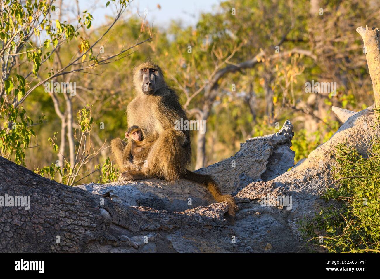 Chacma Baboon, Papio ursinus, Mutter und Baby, Bushman Plains, Okavanago Delta, Botswana Stockfoto