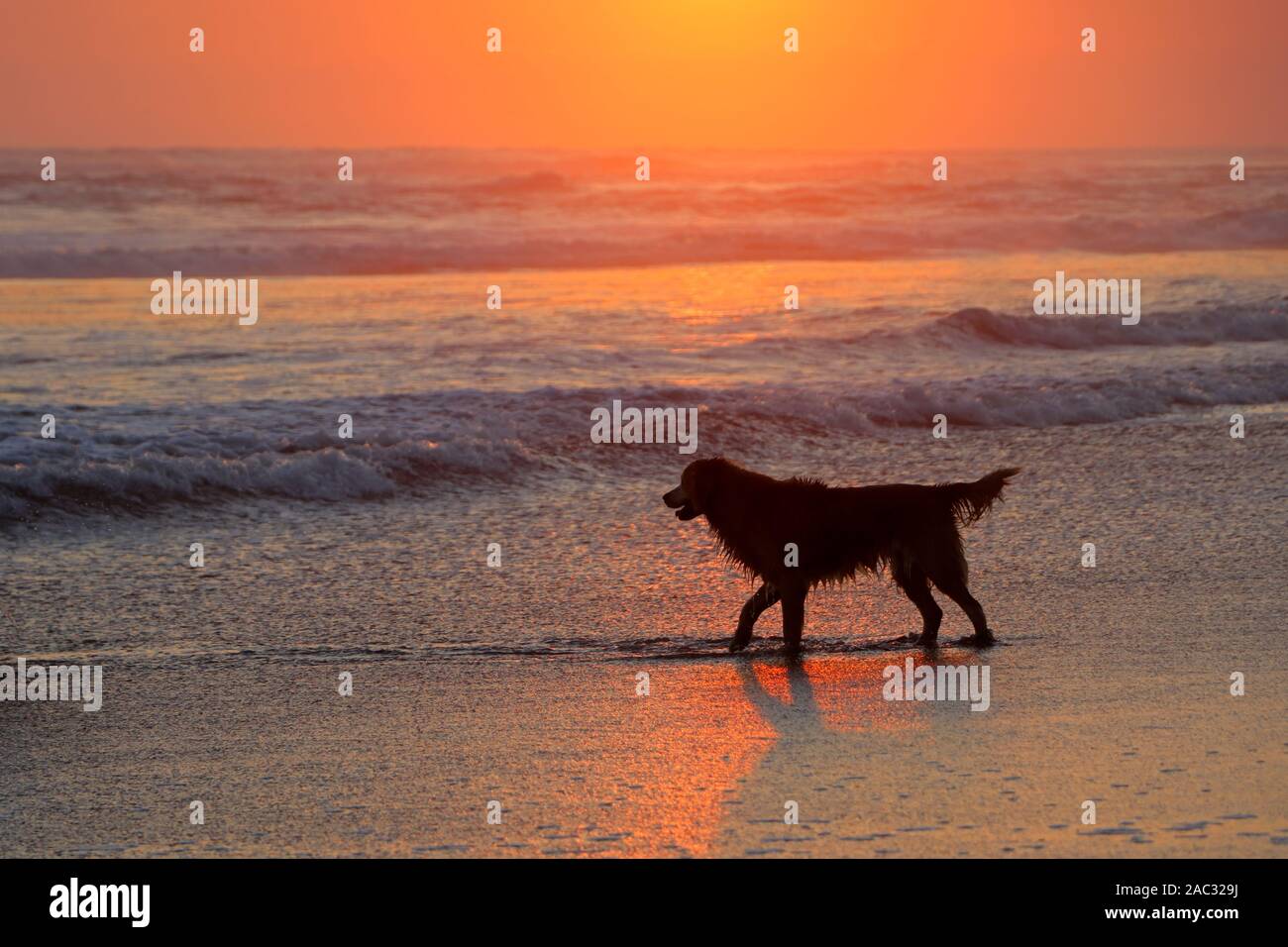Golden Retriever Hund spielen auf einem malerischen Sandstrand bei Sonnenuntergang Stockfoto
