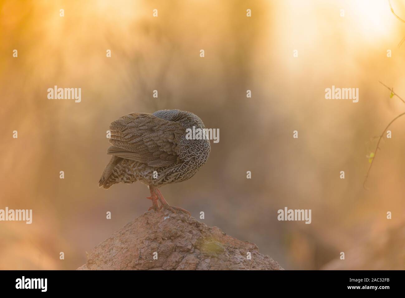 Natal spurfowl Portrait Stockfoto