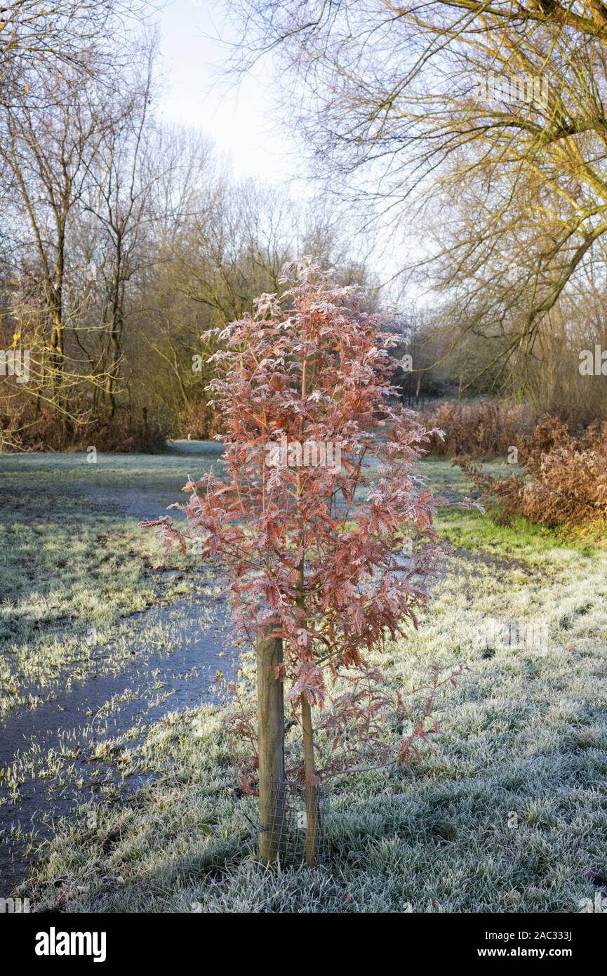 Neu gepflanzten distichum Taxodium distichum. Kahlen Zypresse Baum im Herbst. Stockfoto