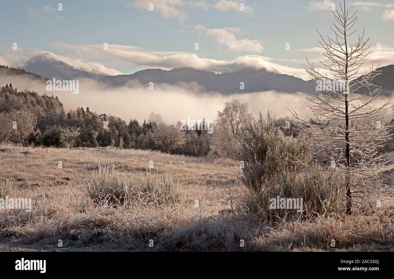 Stirlingshire, Schottland, Großbritannien. 30 Nov, 2019. Extrem kalten temperatues in Schottland über Nacht minus 7 Grad und unten in Stirlingshire verursacht einen schweren Reif auf den Zweigen und Gras zu bilden, die eine monochromatische Blick in die landcape. Im Bild von glenlochy in Richtung Ben Mehr, plus lange gehörnte Schafe zu weiden durch den Frost Boden bedeckt. Stockfoto