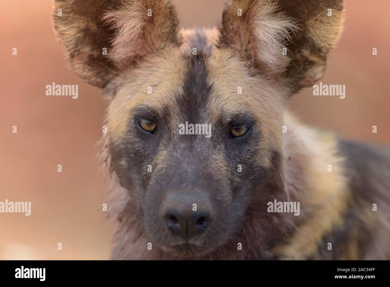 Afrikanischer Wildhund, lackiert Wolf portrait Stockfoto