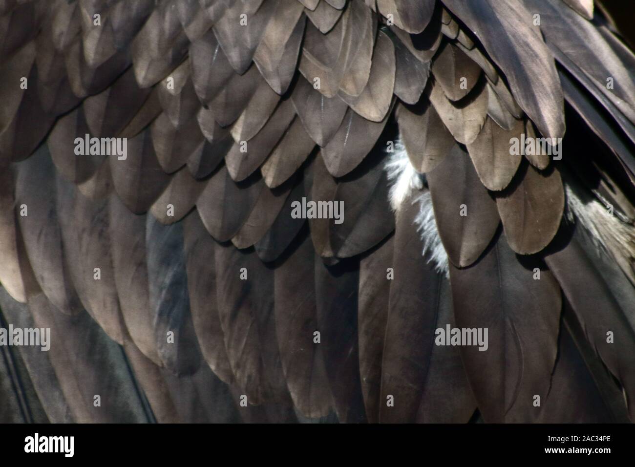 Golden Eagle Flügelfedern extreme Nahaufnahme Stockfoto