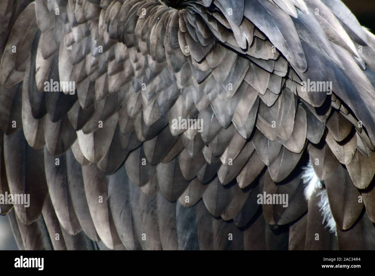 Golden Eagle Flügelfedern extreme Nahaufnahme Stockfoto