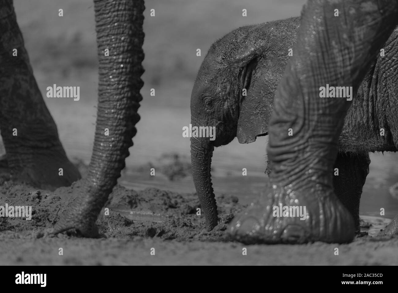 Cute Baby Elefant, Elefant Kalb Stockfoto