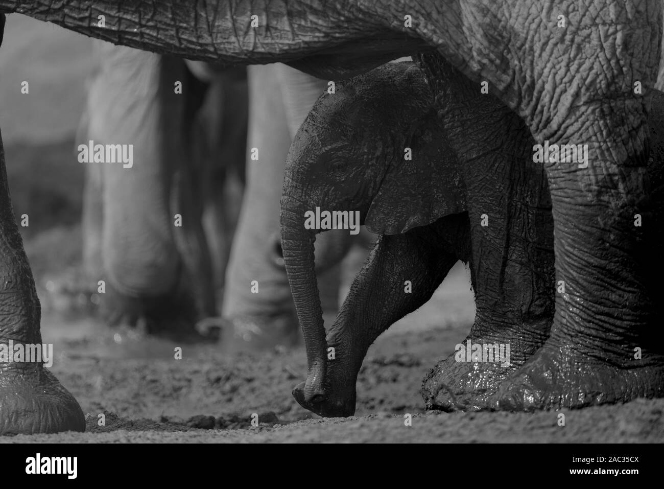 Cute Baby Elefant, Elefant Kalb Stockfoto