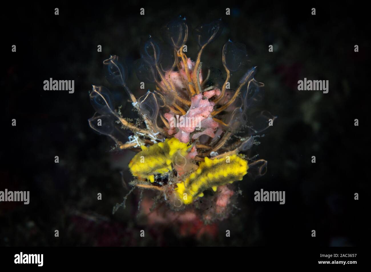 Gelbe Seegurken und Tunikate filtern Lebensmittel aus dem Ozean in Raja Ampat, Indonesien. Diese Region ist berühmt für ihre hohe biologische Vielfalt im Meer. Stockfoto