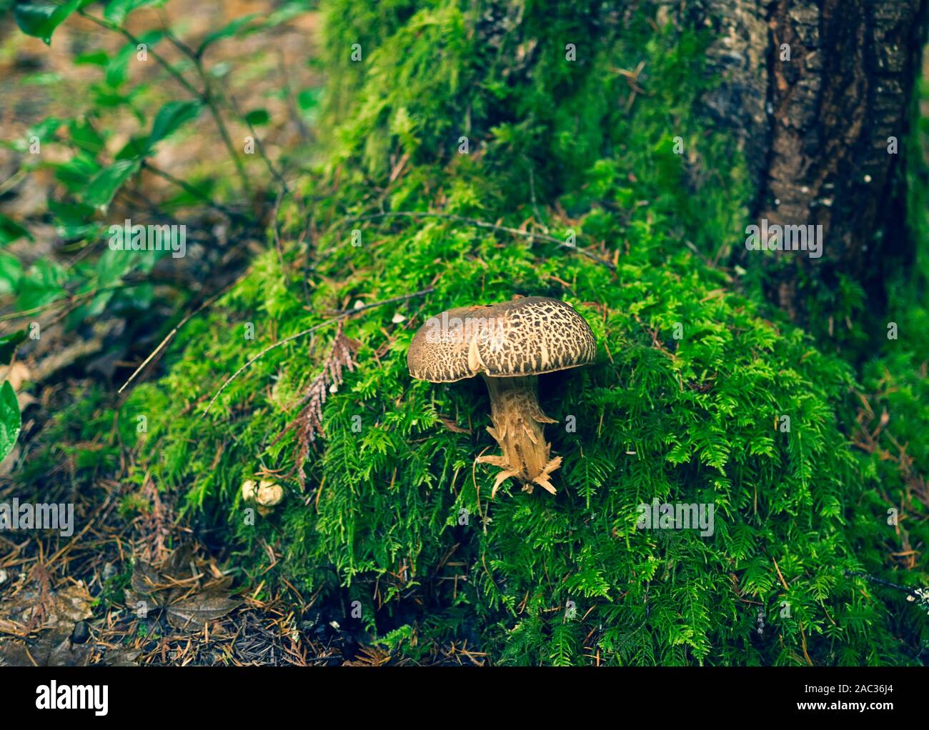 An der Unterseite des Baumes Stockfoto