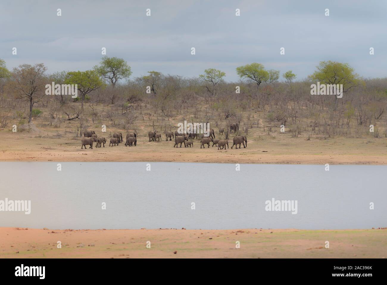 Elefantenherde sammeln Elefanten Afrikanischer Elefant Stockfoto