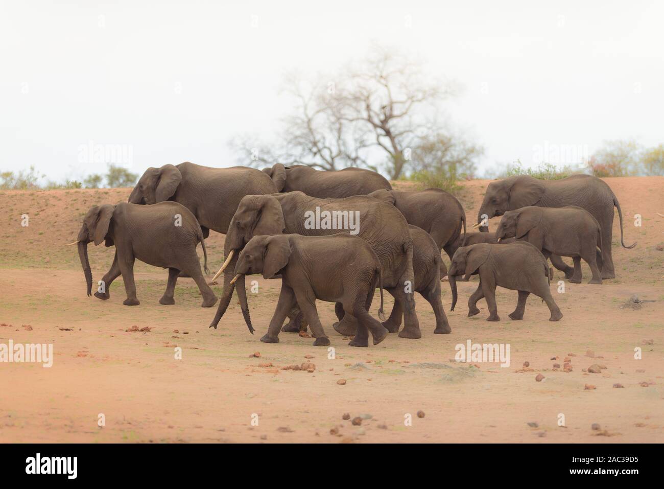 Elefantenherde sammeln Elefanten Afrikanischer Elefant Stockfoto