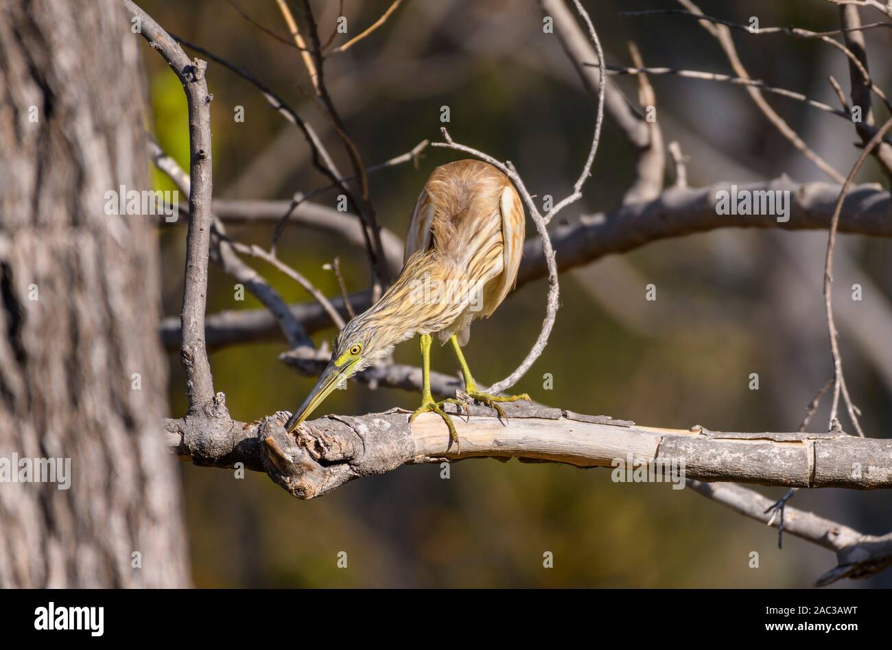 Squacco Heron, Ardeola ralloides, in einem Baum, Khwai Private Reserve, Okavango Delta, Botswana Stockfoto