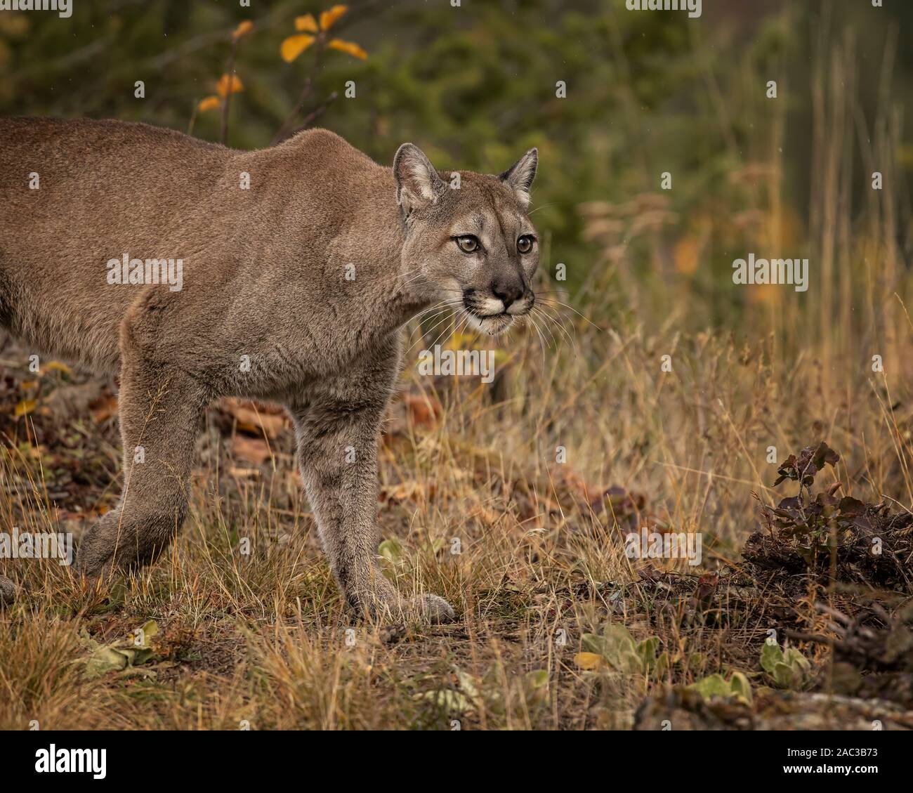 Mountain Lion spielen im Herbst Blätter Stockfoto