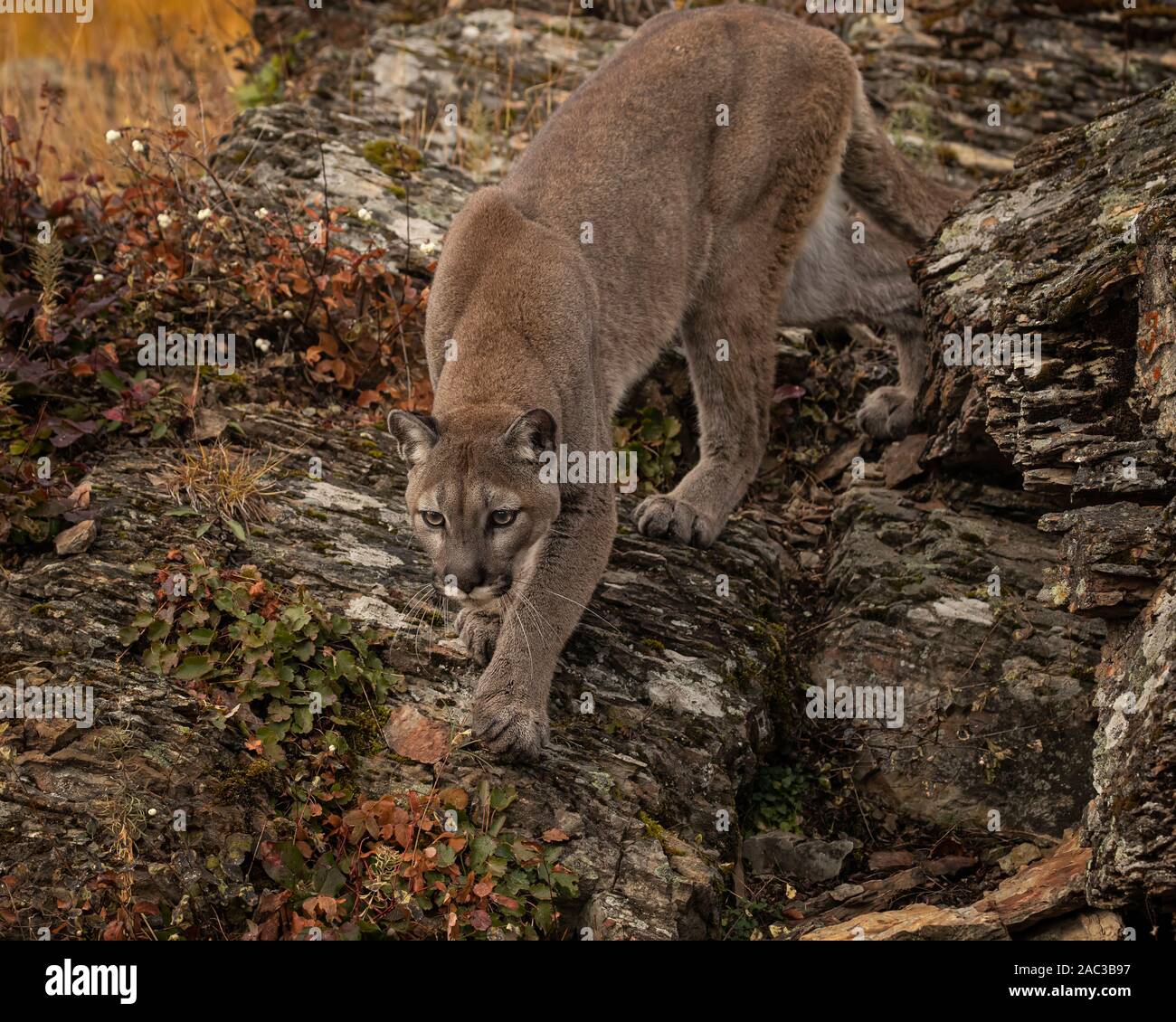 Mountain Lion spielen im Herbst Blätter Stockfoto