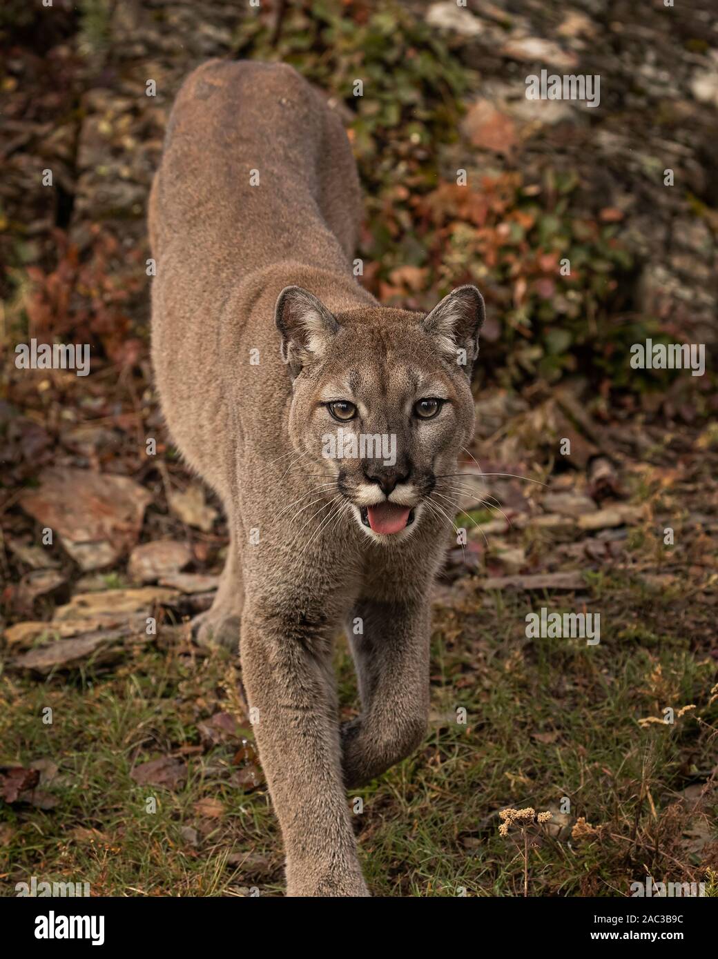 Mountain Lion spielen im Herbst Blätter Stockfoto
