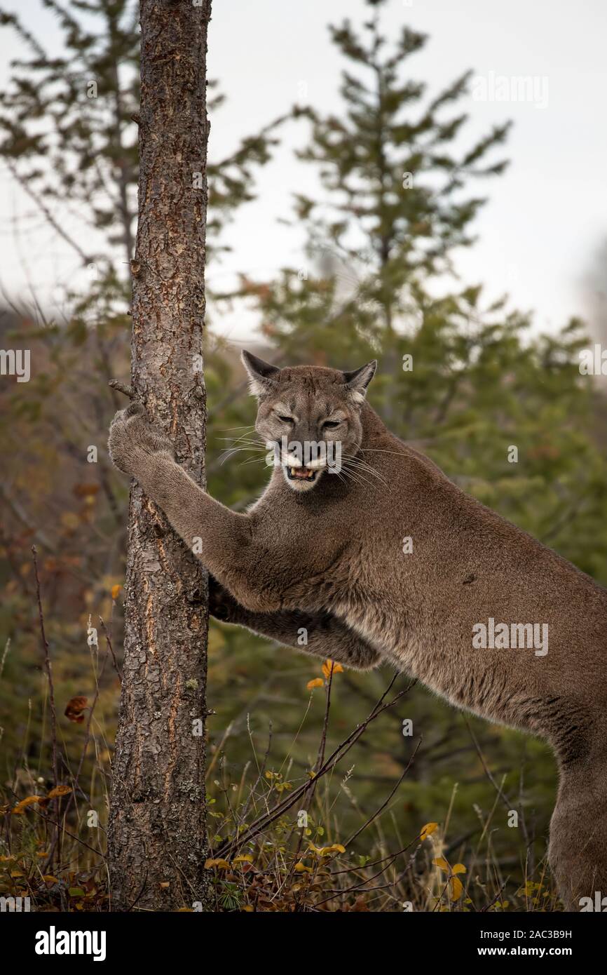 Mountain Lion spielen im Herbst Blätter Stockfoto