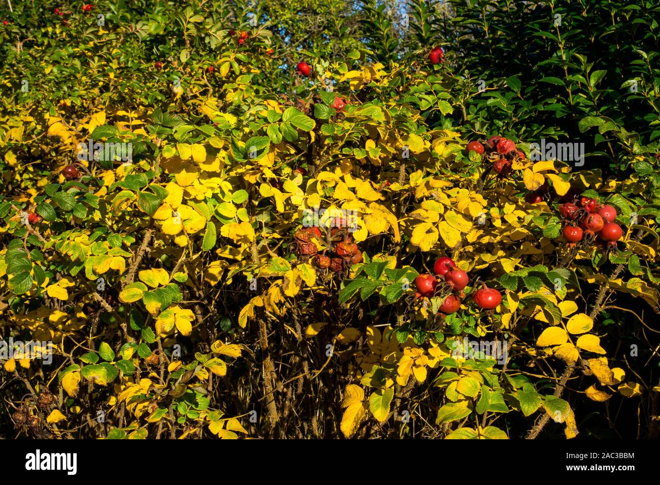 Im Sommer produzieren sie große brght magenta Blumen, im Herbst die große Früchte. Stockfoto