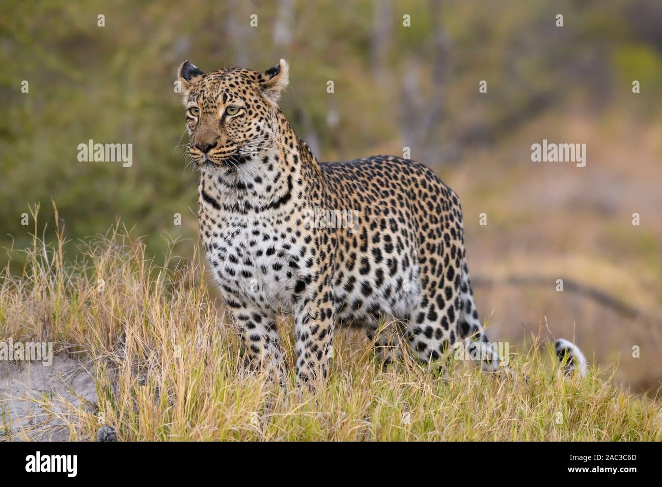 Weiblicher Leopard, Panthera pardus, Okavango-Delta, Botswana Stockfoto