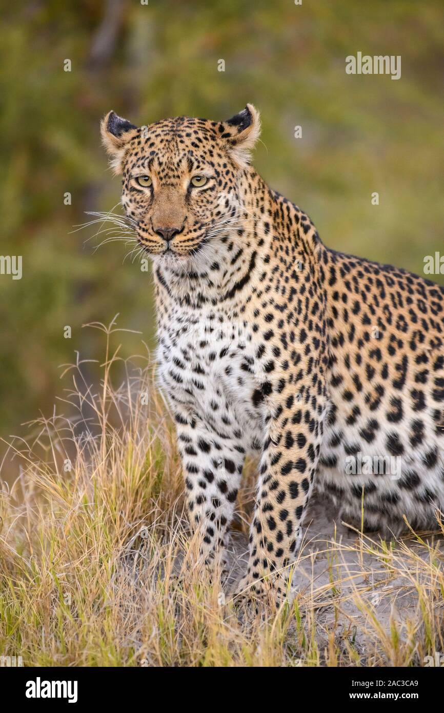 Weiblicher Leopard, Panthera pardus, Okavango-Delta, Botswana Stockfoto