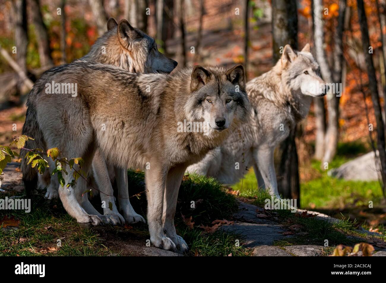 Drei Wölfe stehend auf einem Felsen im Herbst. Stockfoto