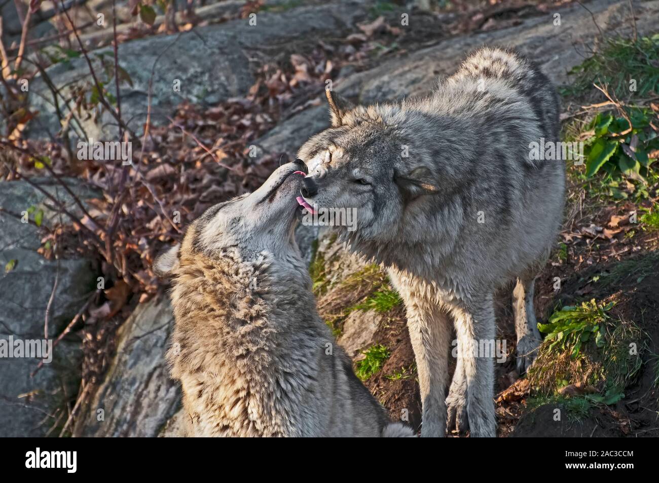 Zwei Wölfe Zuneigung zeigen. Stockfoto