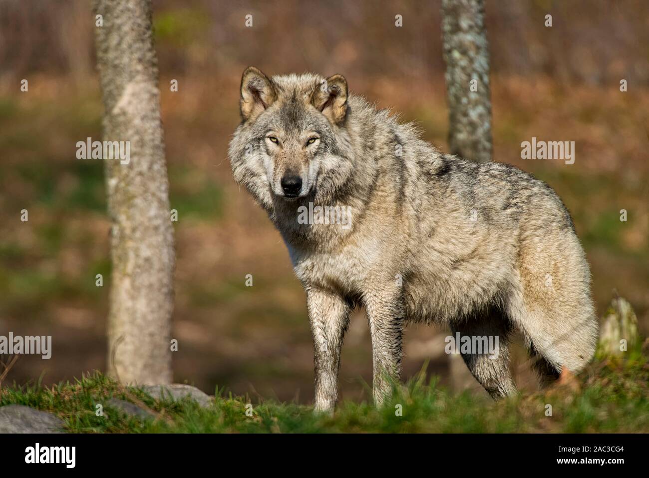 Grauer Wolf stehend im Gras. Stockfoto