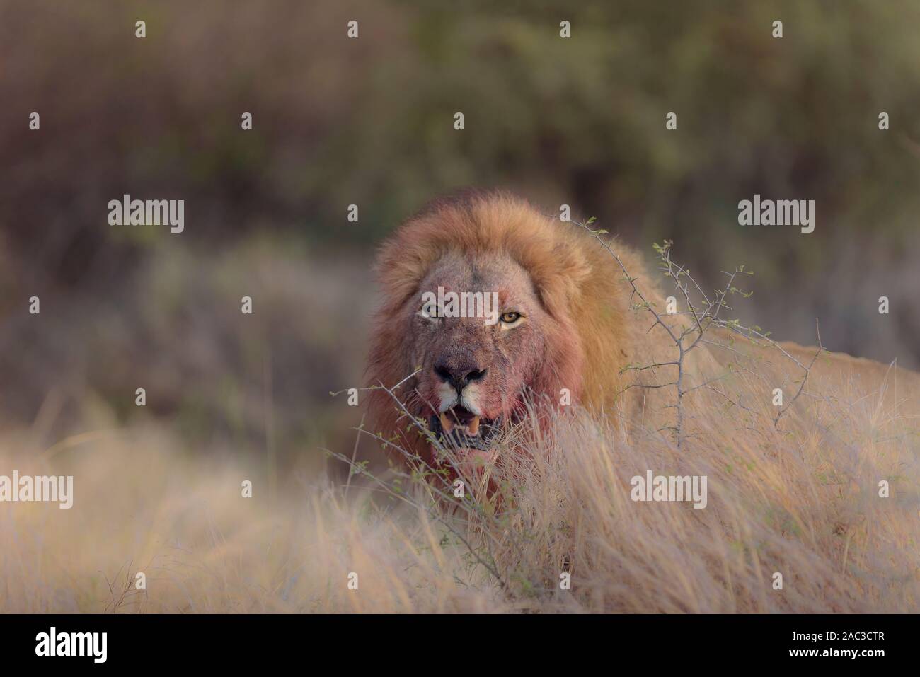 Männliche Löwe mit Blut, blutige Gesicht lionclose bis Portrait Stockfoto