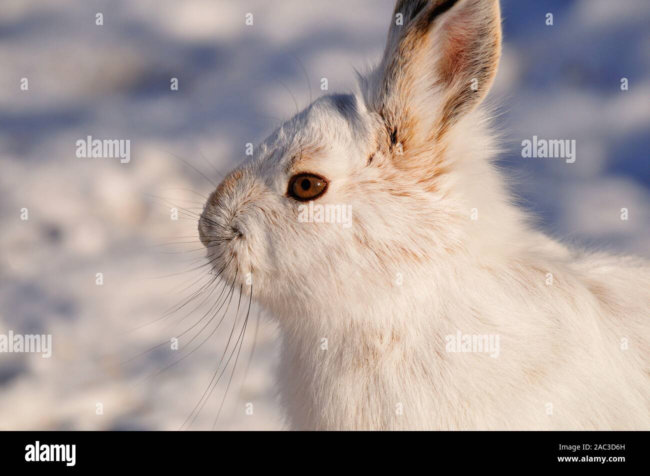 Portrait von Snowshoe hare. Stockfoto