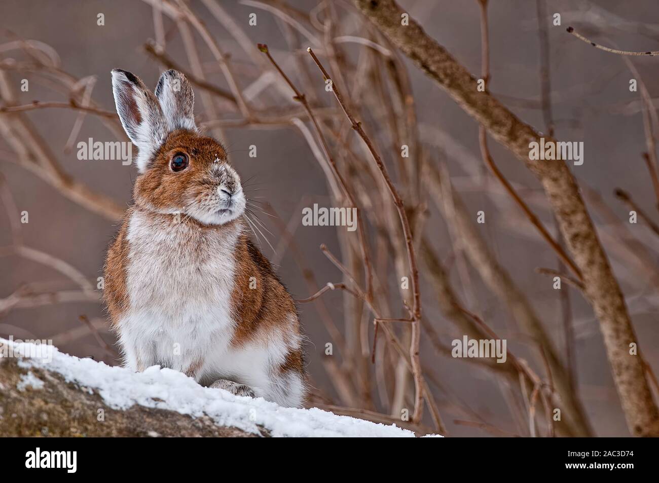 Ein Snowshoe Hare auf einem Schnee verkrusteten Rock. Stockfoto