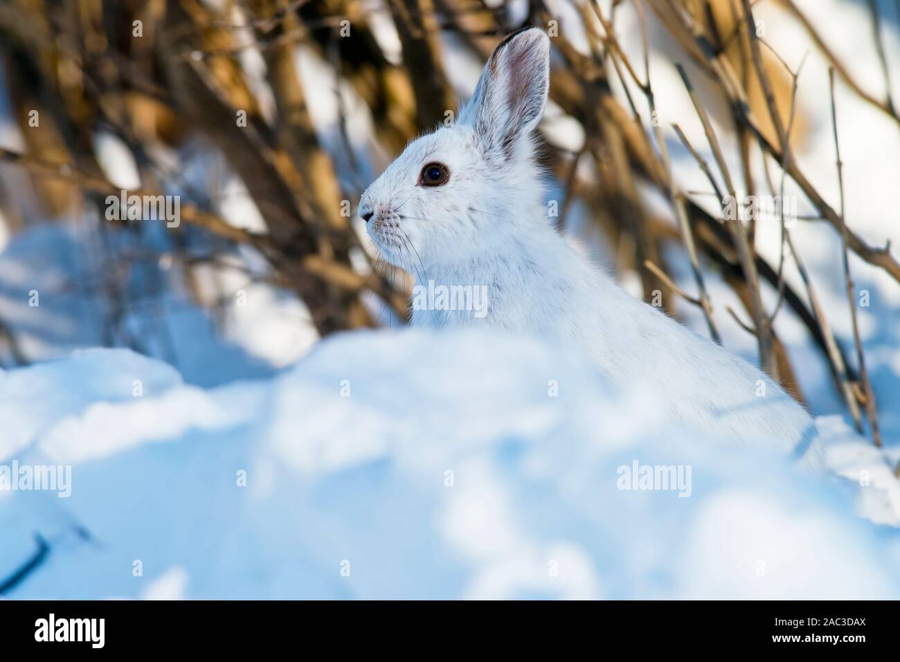 Ein Snowshoe Hare hinter einem Schnee Damm. Stockfoto