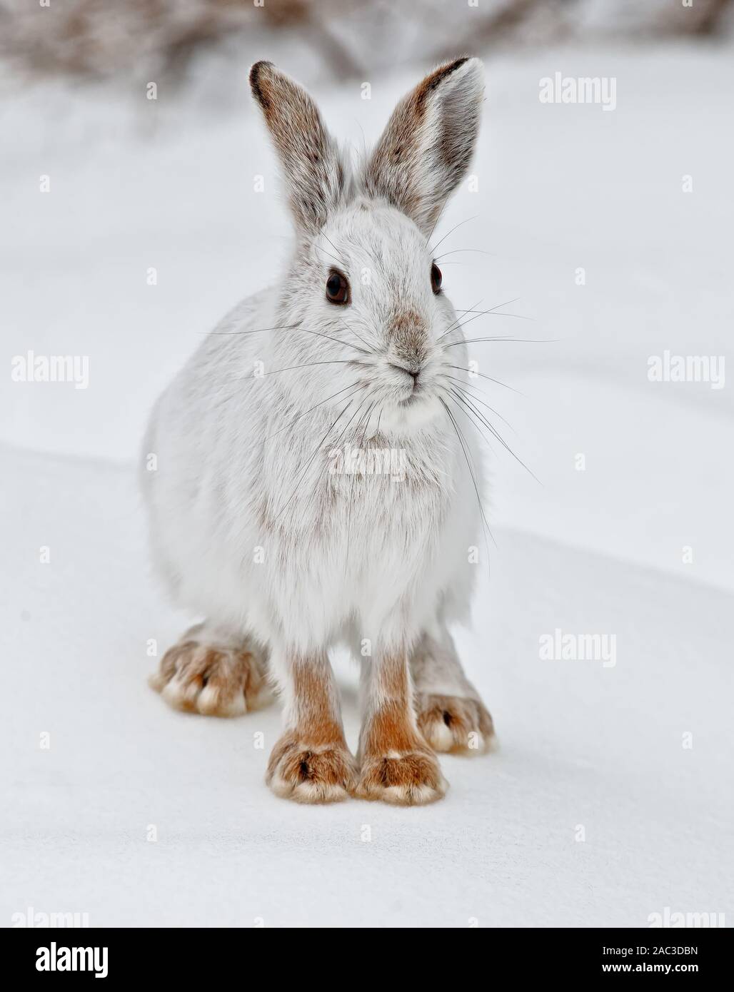 Snowshoe hare auf Schnee. Stockfoto