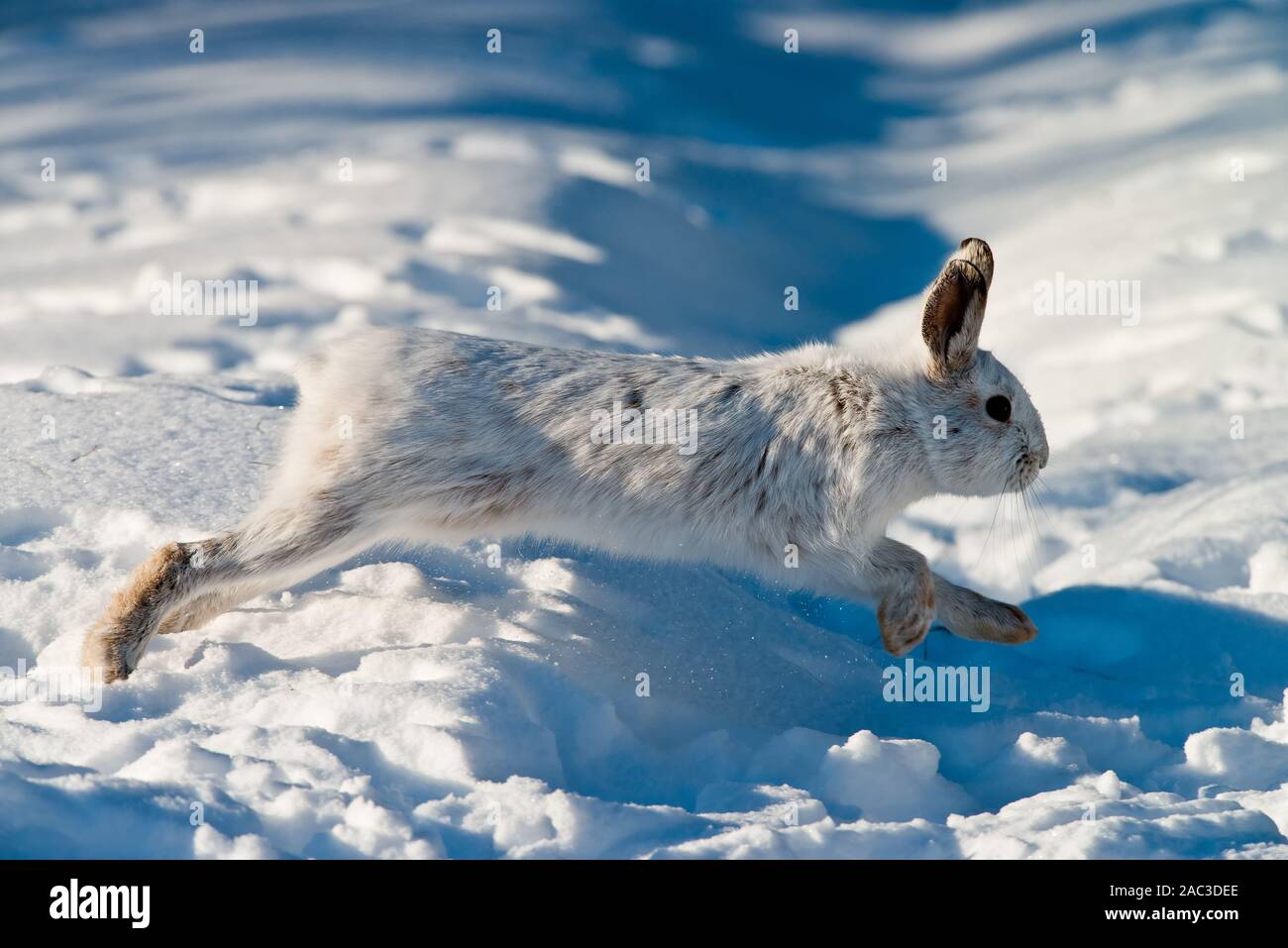 Ein Snowshoe Hare springen. Stockfoto